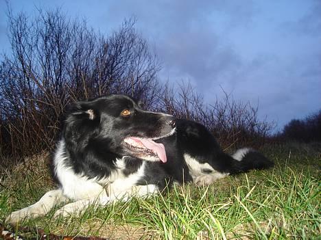 Border collie molly billede 1