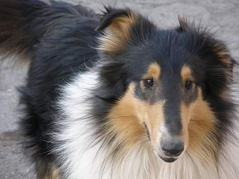 Collie langhåret Rex  solgt billede 1