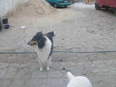 Collie langhåret Rex  solgt billede 2