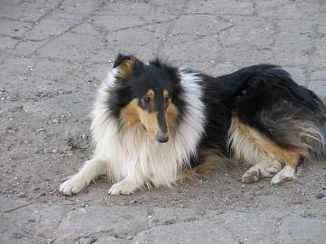 Collie langhåret Rex  solgt billede 3