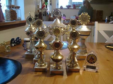 Border collie molly - her er pokaler fra de stævner vi har været til billede 2