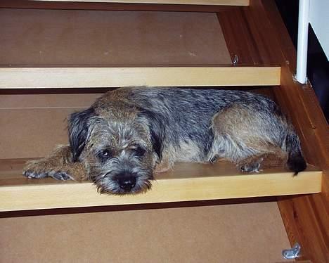 Border terrier Sofus billede 8