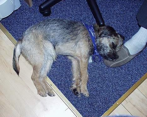 Border terrier Sofus billede 9