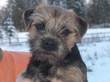 Border terrier Sofus billede 10