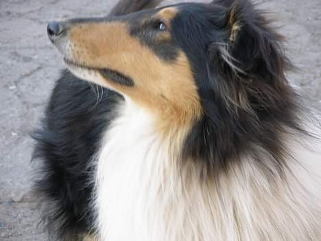 Collie langhåret Rex  solgt billede 5