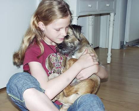 Border terrier Sofus billede 11