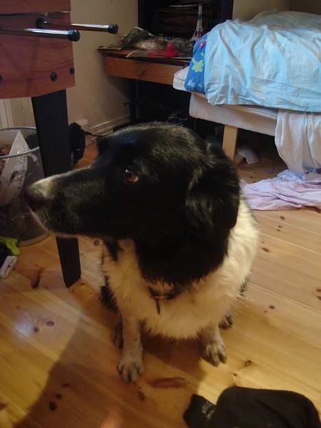 Border collie molly billede 3