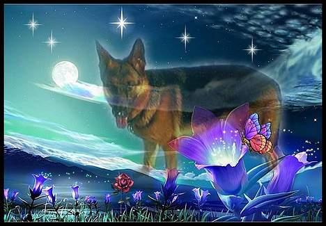 Schæferhund Kira (Har fået fred) - Et smukt billed Marianne har lavet til mig. Tusinde tak Marianne ! billede 9