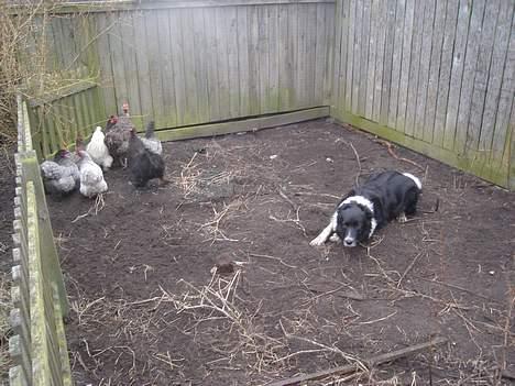 Border collie molly - her vogter hun vores høns  billede 4