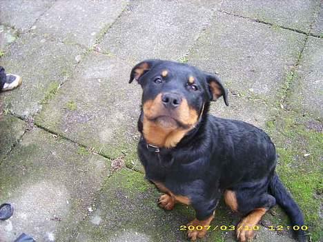 Rottweiler NALA<3R.I.P<3 - 6 mdr gammel  billede 11