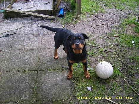 Rottweiler NALA<3R.I.P<3 - 6 mdr gammel  billede 12