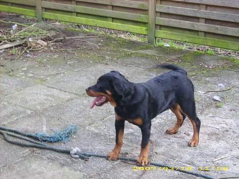 Rottweiler NALA<3R.I.P<3 billede 13
