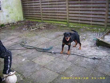 Rottweiler NALA<3R.I.P<3 billede 14