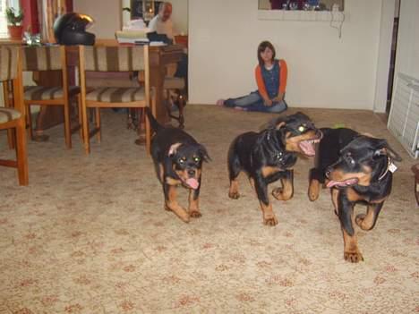 Rottweiler NALA<3R.I.P<3 - her er jeg på besøg hos min bror og min soster kom osse :-) .. det er nala i mitten  billede 15