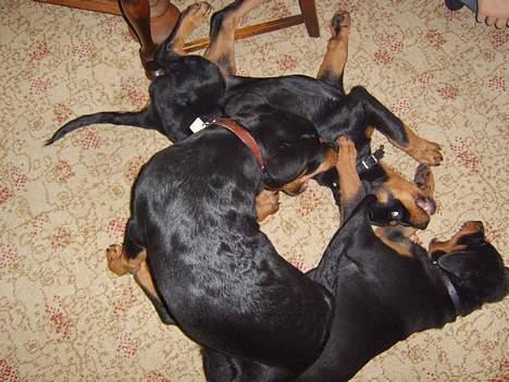 Rottweiler NALA<3R.I.P<3 billede 16