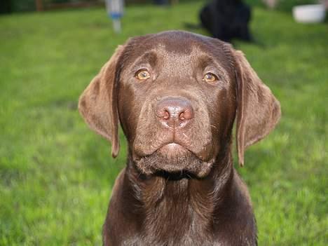 Labrador retriever Charlie - giver du en trutter billede 1