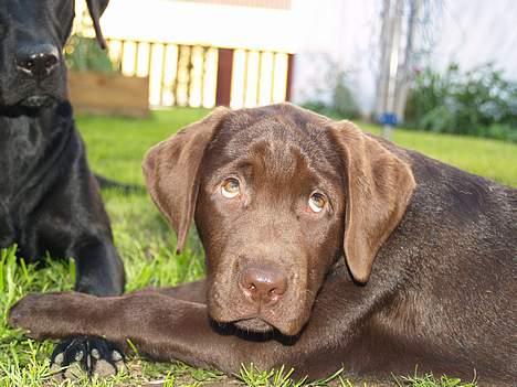 Labrador retriever Charlie - åh elsk mig  billede 2