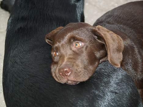 Labrador retriever Charlie - charlie tager en slapper på signe: man kan godt blive lidt træt billede 3