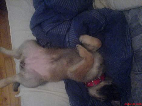 Schæferhund Maggie  billede 1