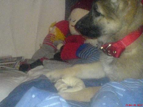 Schæferhund Maggie  billede 2