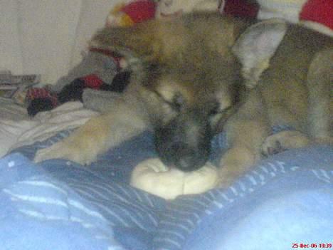 Schæferhund Maggie  billede 3