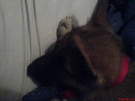 Schæferhund Maggie  billede 4