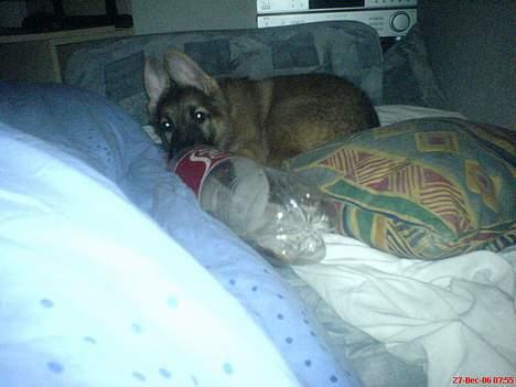 Schæferhund Maggie  billede 5