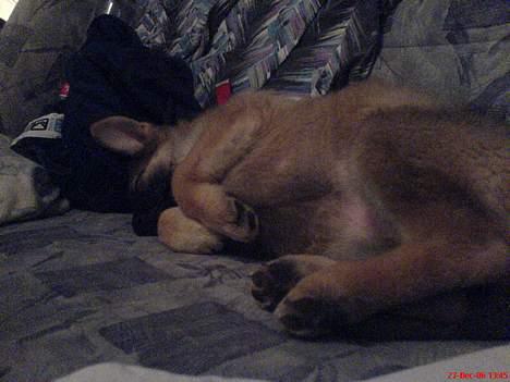 Schæferhund Maggie  billede 6