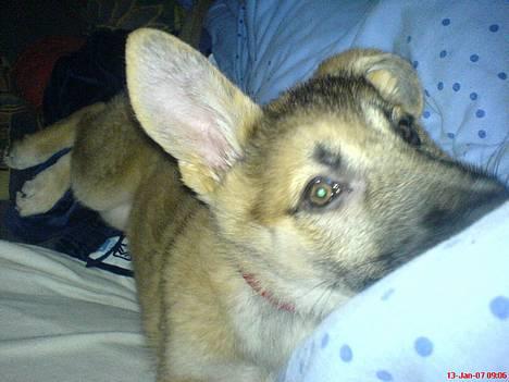 Schæferhund Maggie  billede 7