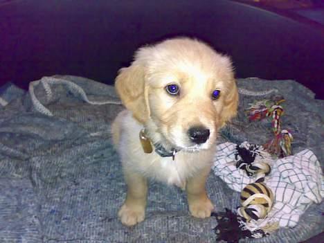 Golden retriever Alfa billede 1