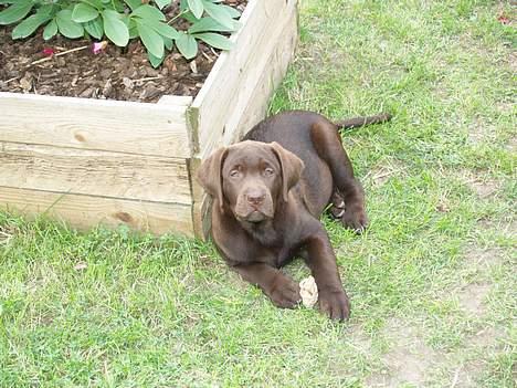 Labrador retriever Charlie - ligger ligeså stille her billede 4