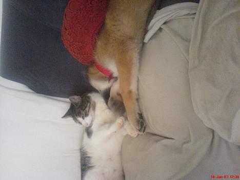 Schæferhund Maggie  billede 8