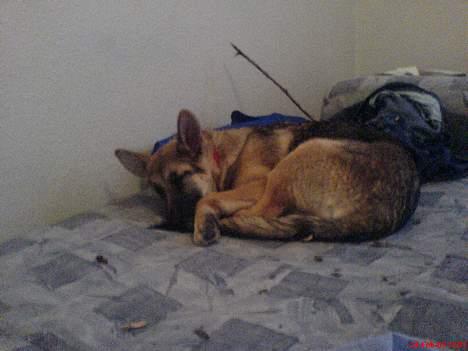 Schæferhund Maggie  billede 9