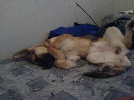 Schæferhund Maggie  billede 10