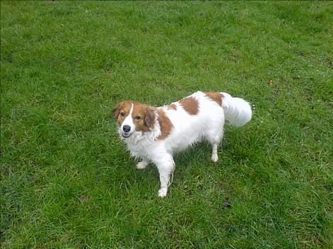 Kooikerhondje Zibbe - Jeg stiller gerne op til et godt billede billede 18