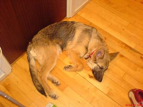 Schæferhund Maggie  billede 11