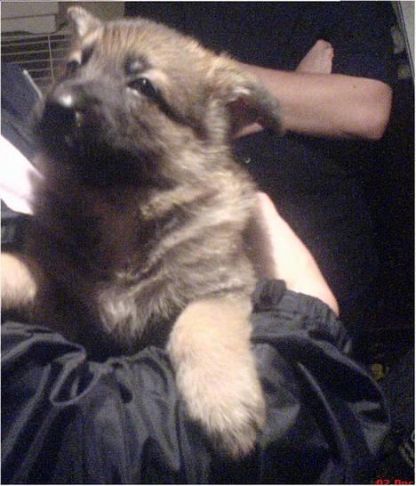 Schæferhund Maggie  billede 12