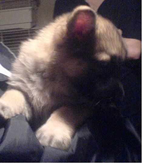 Schæferhund Maggie  billede 13