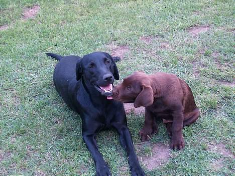 Labrador retriever Charlie - charlie 13 uger gammel (elsker dig signe) billede 5