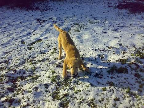 Golden retriever Alfa billede 2