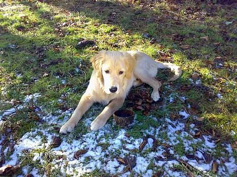 Golden retriever Alfa billede 3