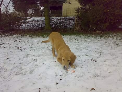 Golden retriever Alfa billede 4