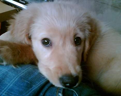 Golden retriever Alfa billede 5
