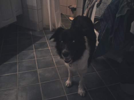 Border collie molly - her har hun lige været inde bruseren, hun elsker vand billede 5