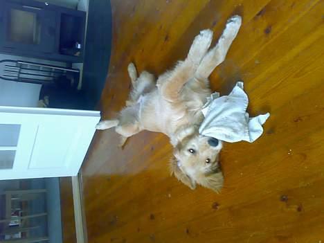 Golden retriever Alfa billede 6