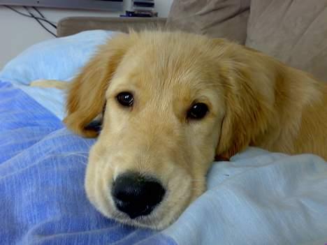 Golden retriever Alfa billede 7