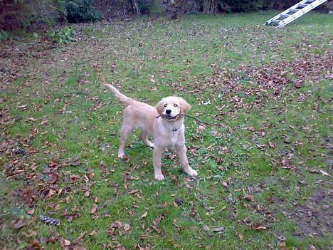 Golden retriever Alfa billede 8