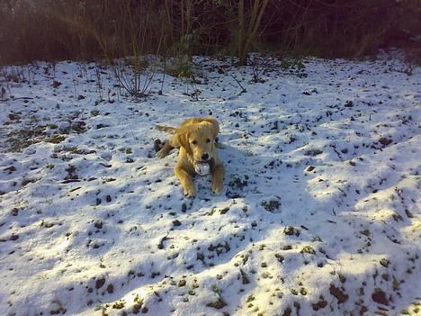 Golden retriever Alfa billede 9