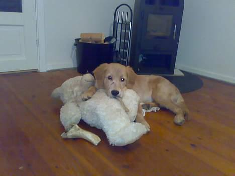 Golden retriever Alfa billede 10