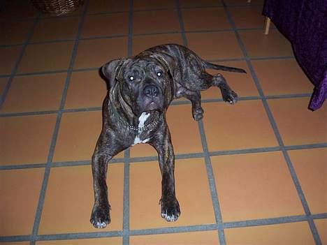 Amerikansk staffordshire terrier Chico billede 16
